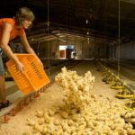 Empleos en granja para fines de semana