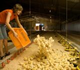 Empleos en granja para fines de semana
