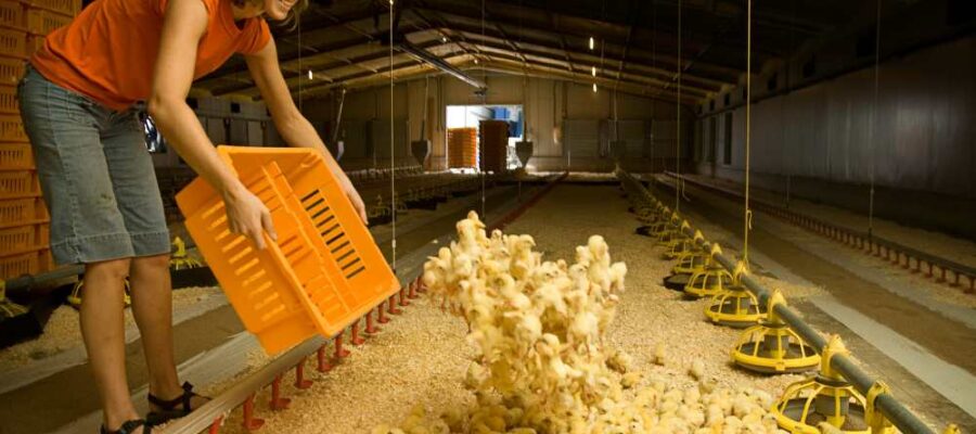 Ofertas de empleos en granja para fines de semana