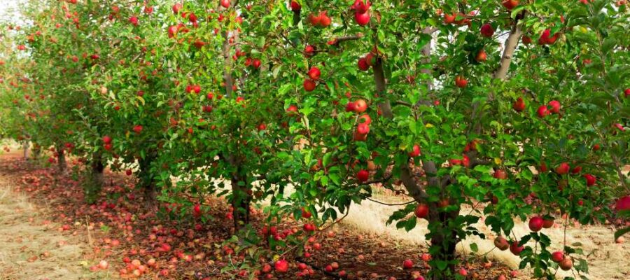 Ofertas de empleos en huertos de granjas