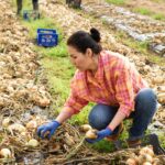 Se necesita personal horticultor para granja