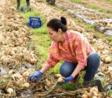 Se necesita personal horticultor para granja