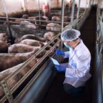 Se requiere veterinarios en granjas