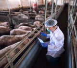 Se requiere veterinarios en granjas
